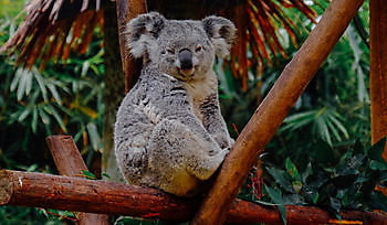 De koala in onze zoo Bedrijfsnaam BV Beerta