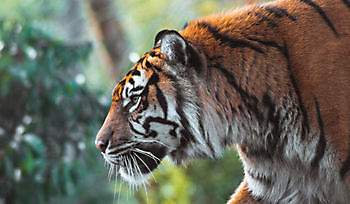 De tijger in onze zoo Bedrijfsnaam BV Beerta