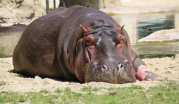 Het nijlpaard van onze zoo Bedrijfsnaam BV Beerta