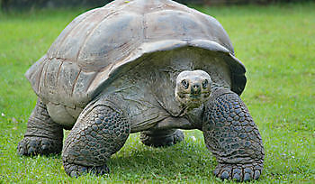 De dieren in onze zoo Bedrijfsnaam BV Beerta