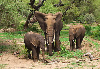 Olifant Bedrijfsnaam BV Beerta